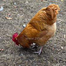 Load image into Gallery viewer, Buff Orpingtons (Gallus gallus)
