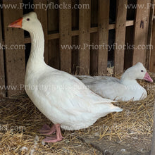 Load image into Gallery viewer, Roman Tufted Goose (Anser anser)
