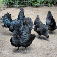 Load image into Gallery viewer, Ayam Cemani (Gallus gallus)
