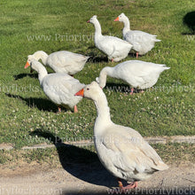 Load image into Gallery viewer, Roman Tufted Goose (Anser anser)
