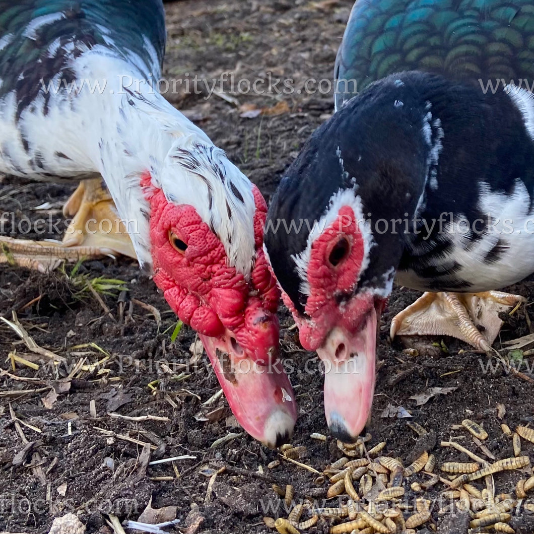 Muscovy Duck (Cairina moschata)