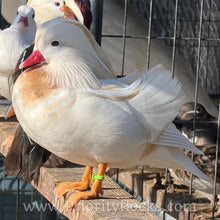 Load image into Gallery viewer, White Mandarin Duck (Young Adult)
