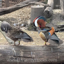 Load image into Gallery viewer, Mandarin Duck (Young Adult)
