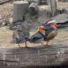 Load image into Gallery viewer, Mandarin Duck (Young Adult)

