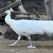 Load image into Gallery viewer, White Peafowl (Peachick)
