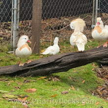 Load image into Gallery viewer, White Mandarin Duck (Young Adult)
