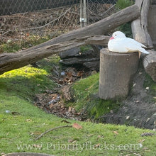 Load image into Gallery viewer, White Mandarin Duck (Young Adult)
