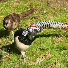 Load image into Gallery viewer, Lady Amherst Pheasant (Chick)
