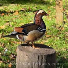 Load image into Gallery viewer, Mandarin Duck (Young Adult)
