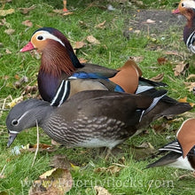Load image into Gallery viewer, Mandarin Duck (Young Adult)
