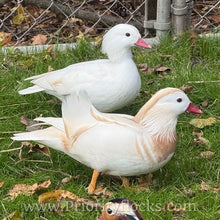 Load image into Gallery viewer, White Mandarin Duck (Young Adult)
