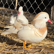 Load image into Gallery viewer, White Mandarin Duck (Young Adult)
