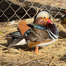 Load image into Gallery viewer, Mandarin Duck (Young Adult)
