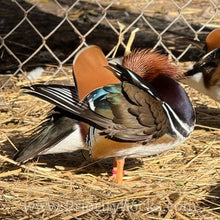 Load image into Gallery viewer, Mandarin Duck (Young Adult)
