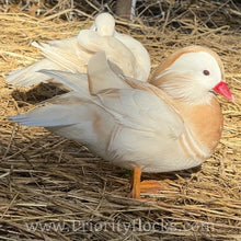 Load image into Gallery viewer, White Mandarin Duck (Young Adult)
