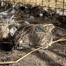 Load image into Gallery viewer, Jumbo Coturnix Quail (Feather Sexable) Hatching Eggs

