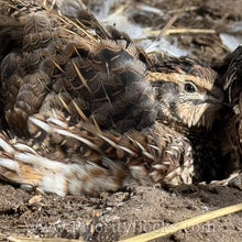 Load image into Gallery viewer, Jumbo Coturnix Quail (Feather Sexable) Hatching Eggs

