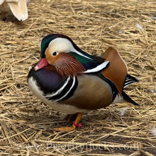 Load image into Gallery viewer, Mandarin Duck (Young Adult)
