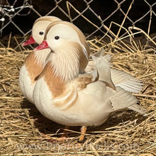 Load image into Gallery viewer, White Mandarin Duck (Young Adult)
