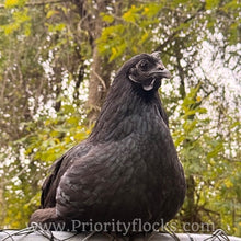 Load image into Gallery viewer, Ayam Cemani - Hatching Eggs
