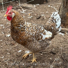 Load image into Gallery viewer, 55 Flowery Hen (Auto Sexed) - Hatching Eggs
