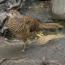 Load image into Gallery viewer, Lady Amherst Pheasant (Chick)
