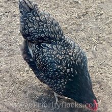 Load image into Gallery viewer, Double Silver Laced Barnevelder - Hatching Eggs

