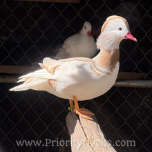 Load image into Gallery viewer, White Mandarin Duck (Young Adult)
