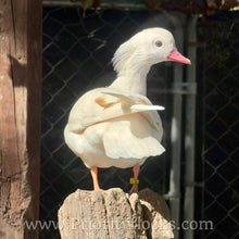Load image into Gallery viewer, White Mandarin Duck (Young Adult)
