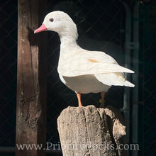 Load image into Gallery viewer, White Mandarin Duck (Young Adult)

