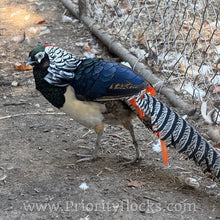 Load image into Gallery viewer, Lady Amherst Pheasant (Chick)
