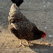 Load image into Gallery viewer, Double Silver Laced Barnevelder - Hatching Eggs
