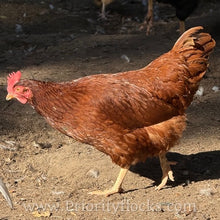Load image into Gallery viewer, Heritage Rhode Island Reds - Hatching Eggs
