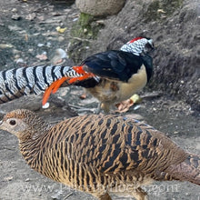 Load image into Gallery viewer, Lady Amherst Pheasant (Chick)
