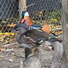 Load image into Gallery viewer, Mandarin Duck (Young Adult)
