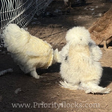 Load image into Gallery viewer, Silkies - Hatching Eggs
