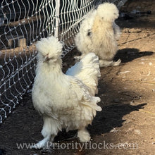 Load image into Gallery viewer, Silkie -Day Old Chick
