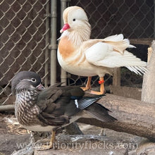 Load image into Gallery viewer, White Mandarin Duck (Young Adult)
