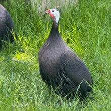 Load image into Gallery viewer, Royal Purple Guinea Fowl (Day Old Chick)
