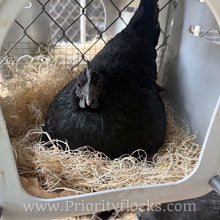 Load image into Gallery viewer, Ayam Cemani - Day old Chick
