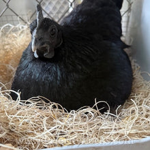Load image into Gallery viewer, Ayam Cemani - Hatching Eggs
