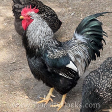 Load image into Gallery viewer, Double Silver Laced Barnevelder - Hatching Eggs
