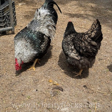 Load image into Gallery viewer, Double Silver Laced Barnevelder - Hatching Eggs

