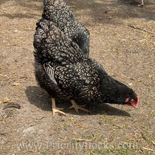 Load image into Gallery viewer, Double Silver Laced Barnevelder - Hatching Eggs
