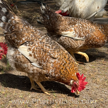 Load image into Gallery viewer, 55 Flowery Hen (Auto Sexed) - Hatching Eggs
