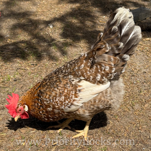 Load image into Gallery viewer, 55 Flowery Hen (Auto Sexed) - Hatching Eggs
