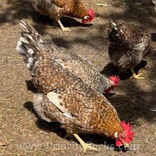 Load image into Gallery viewer, 55 Flowery Hen (Auto Sexed) - Hatching Eggs
