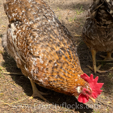 Load image into Gallery viewer, 55 Flowery Hen (Auto Sexed) - Hatching Eggs
