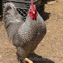 Load image into Gallery viewer, Barred Plymouth Rock - Day Old Chick

