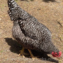 Load image into Gallery viewer, Barred Plymouth Rock - Day Old Chick

